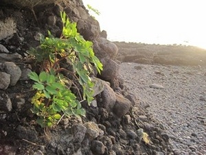 香々地ボタンボウフウ研究会 ｜ ボタンボウフウ(長命草)手もみ茶