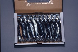 (有)三栄物産｜うるめ串